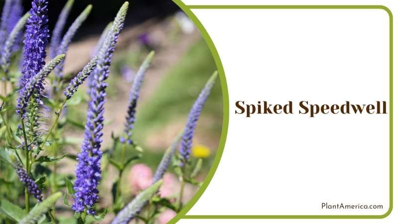 Spiked Speedwell Nectar Source For Pollinators Plant America Spiked Speedwell Nectar Source For Pollinators Plant America