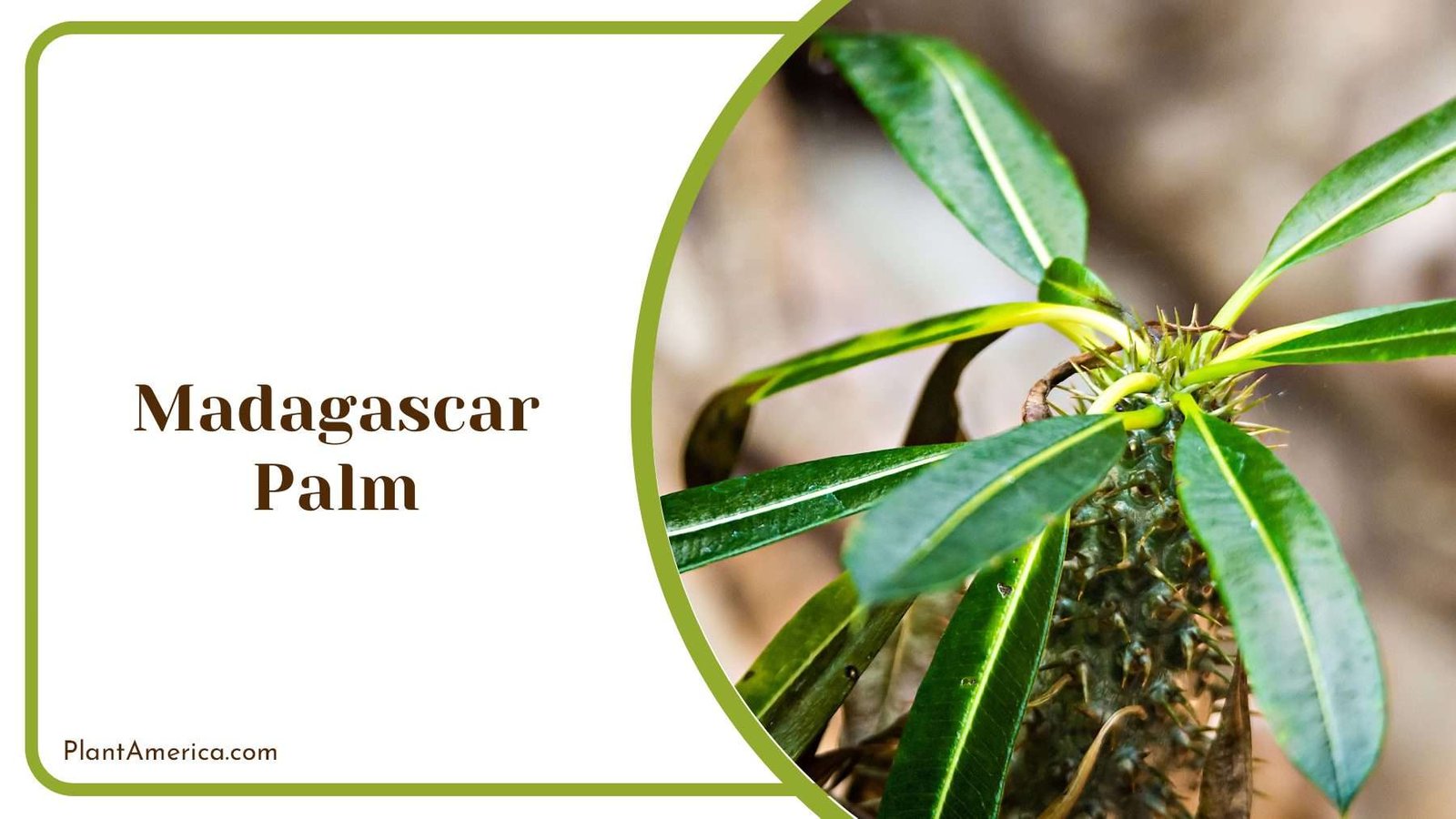 Spiny Madagascar Palm Plant America