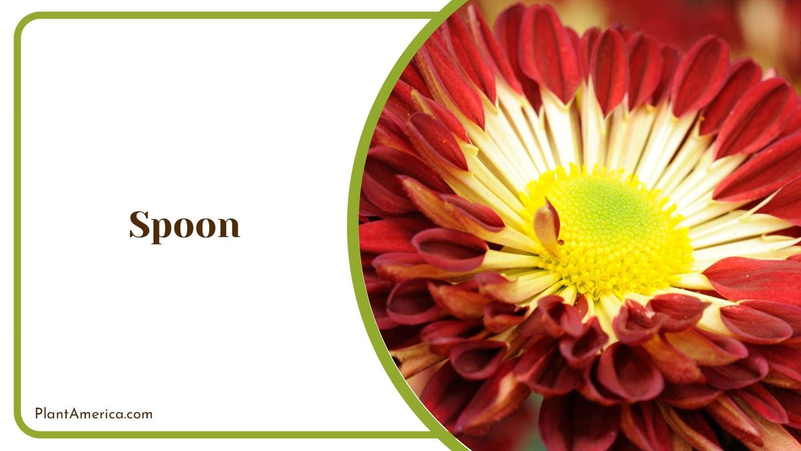 Spoon Colourful Chrysanthemum PlantAmerica