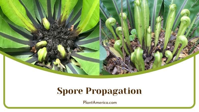 Spore of Wave Fern Plant America