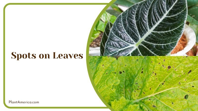 Spots on Leaves of Alocasia ~ PlantAmerica