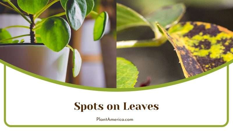 Spots on Pilea Leaves Plant America Spots on Pilea Leaves Plant America