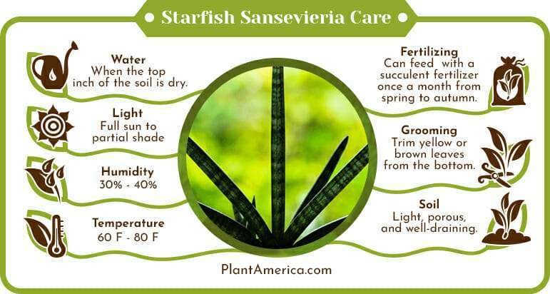 Starfish Sansevieria Care Infographic PlantAmerica Starfish Sansevieria Care – A Beginner-Friendly Guide