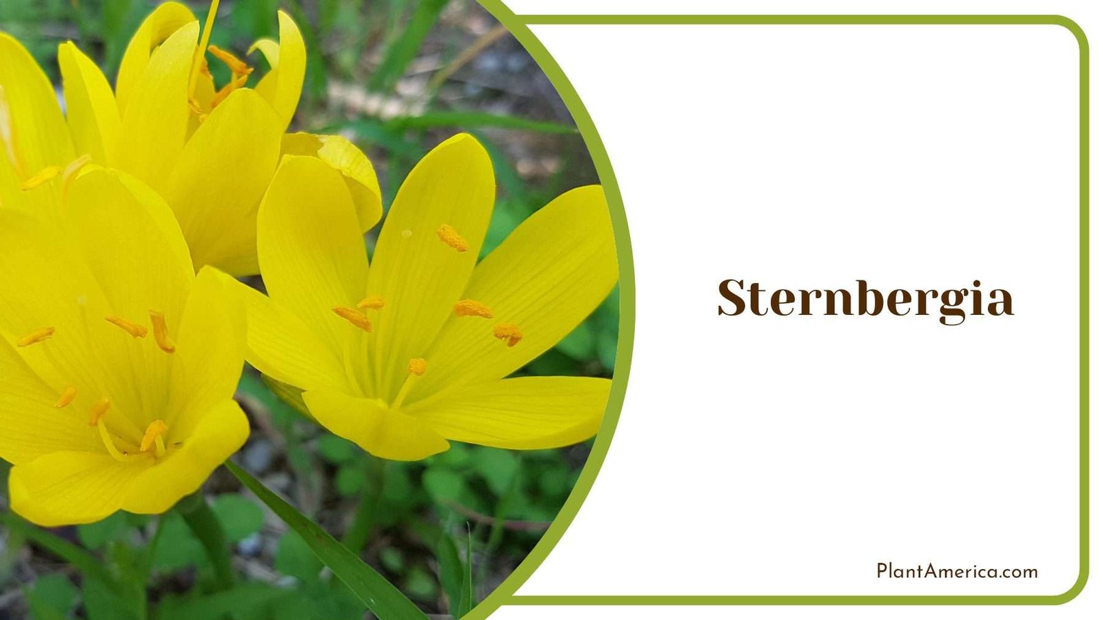 Sternbergia Unveiling The Beauty Of Autumn Crocus Plant America