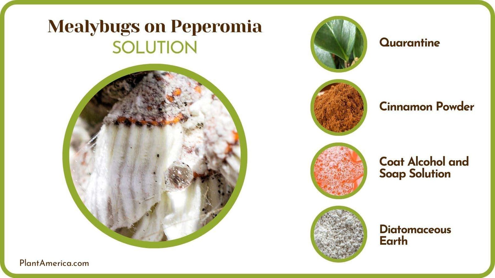 Stopping Mealybugs From Harming Peperomia Plant America