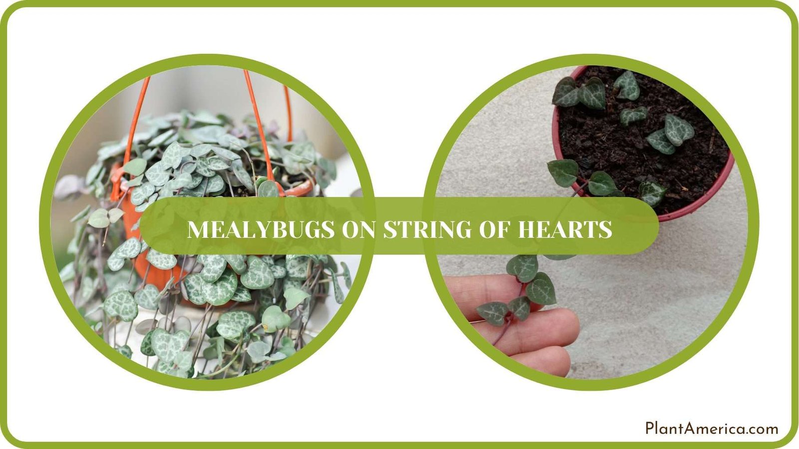 String of Hearts Care Plant America