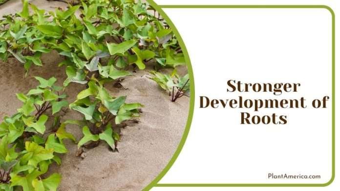 Can Plants Grow in Sand: Understand the Potting Medium - Plant America