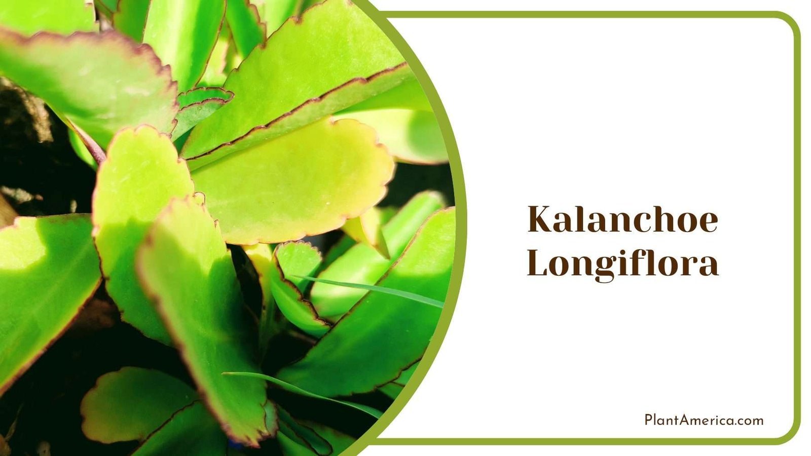 Succulent Beauty Kalanchoe Longiflora Plant America