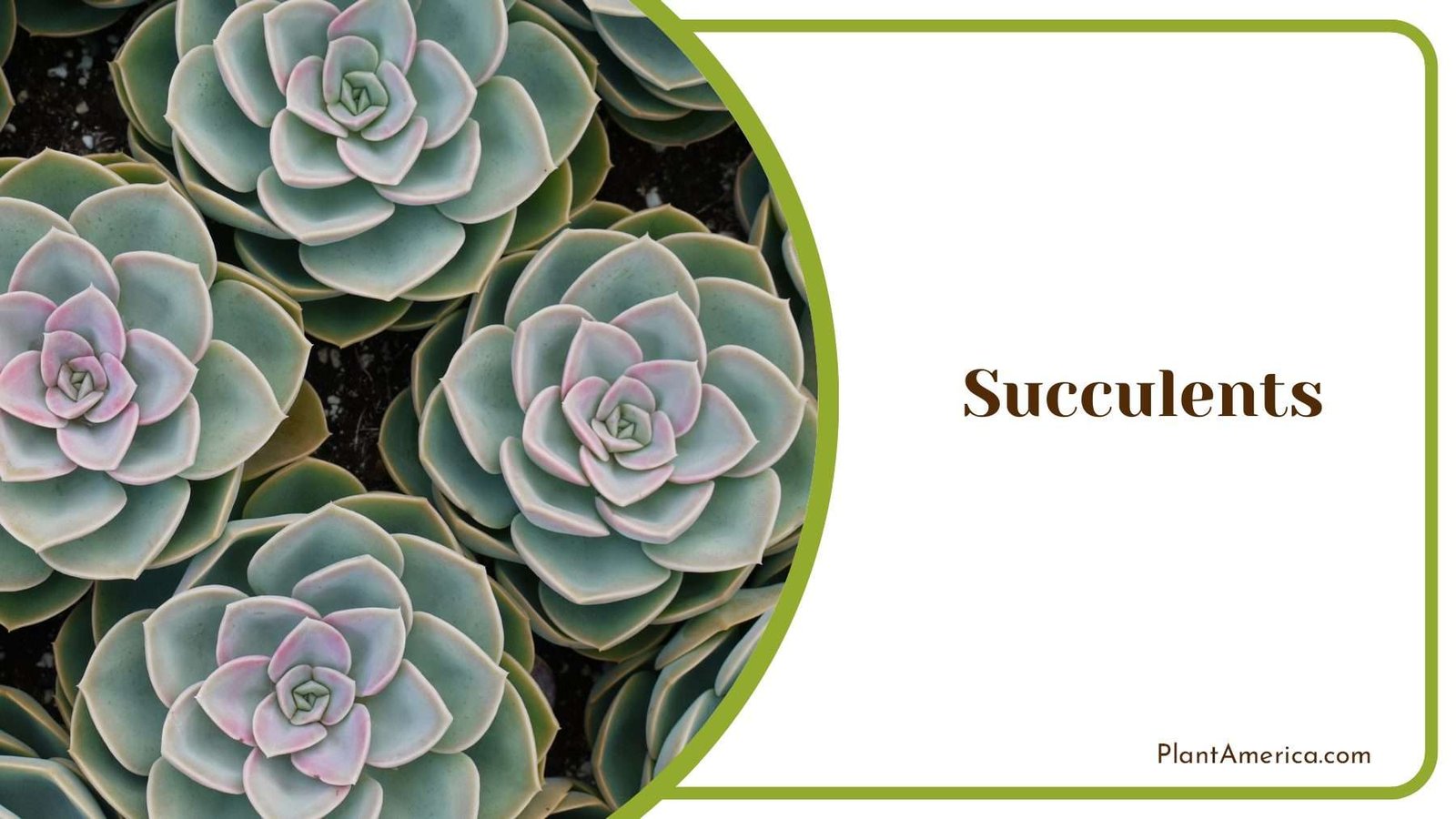 Succulents Flowers Plant America