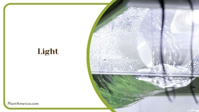 Suggested Light for Hummingbird Bush Plant America