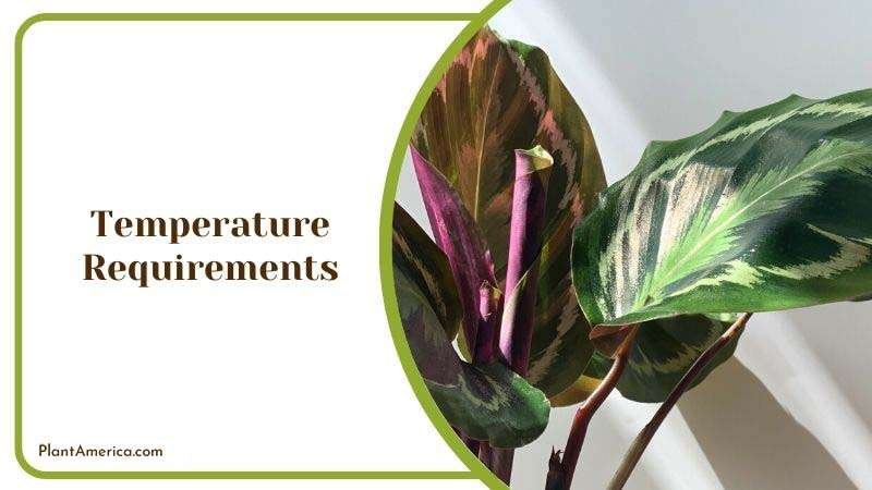 Suggested Temperature for Calathea ~ PlantAmerica Suggested Temperature for Calathea ~ PlantAmerica