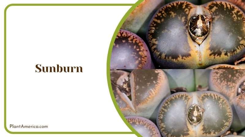 Sunburn of Lithops Karasmontana Plant America