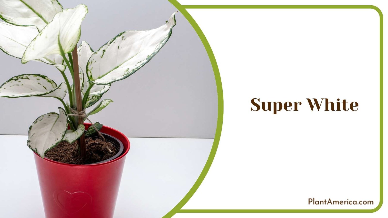 Super White Flower And Feng Shui PlantAmerica
