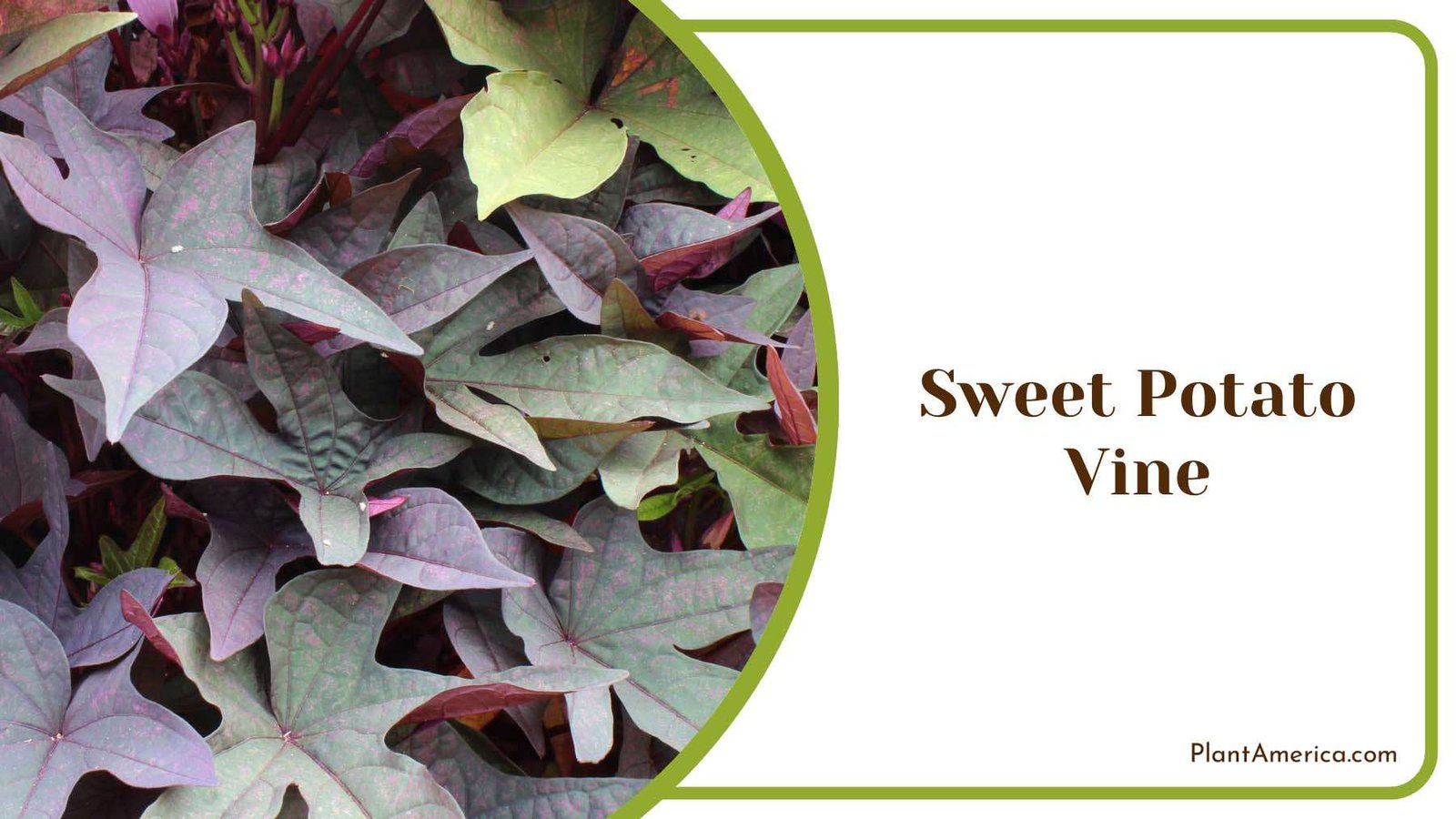 Sweet Potato Vine Ground Covers Plant America