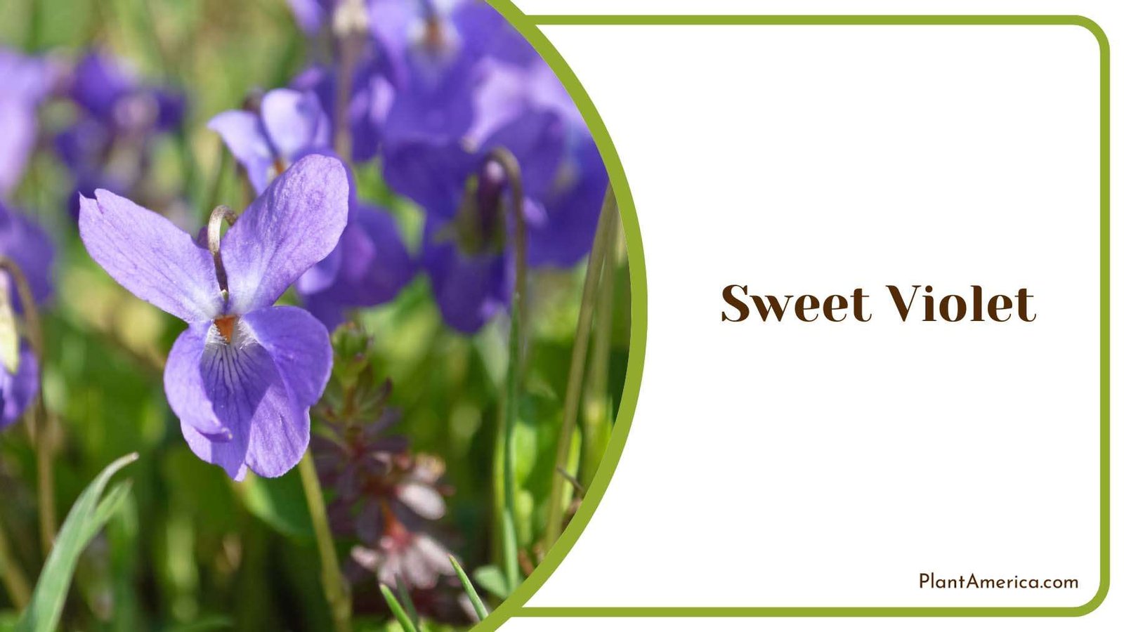 Sweet Violet Ground Flowers Plant America
