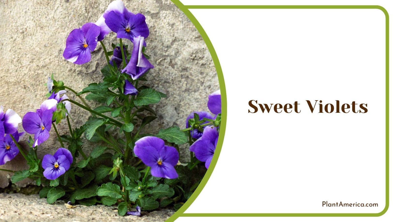 Sweet Violets Ground Covers Plant America