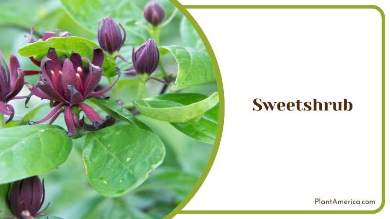 Sweetshrub With Green Leaves Plant America