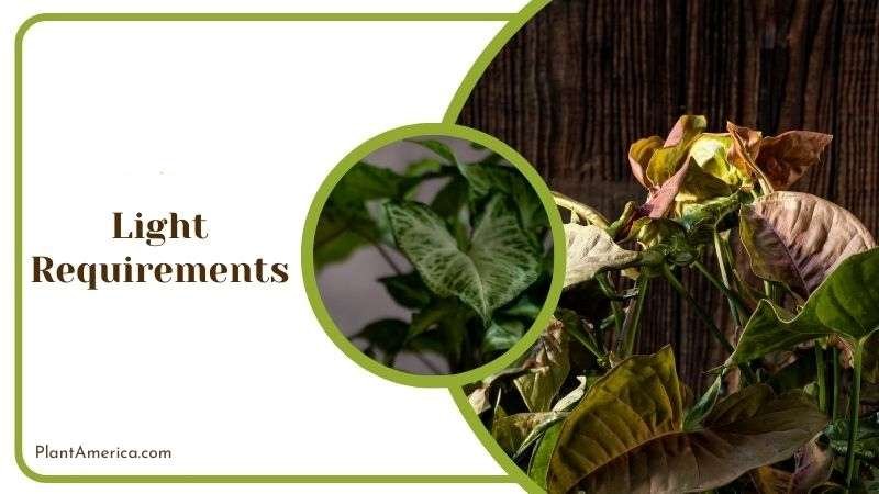 Syngonium Erythrophyllum on Bright Indirect Light Plant America