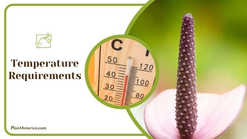Content Images List Post Admirable Fireburst Anthurium for Ind Content Images List Post Admirable Fireburst Anthurium for Ind