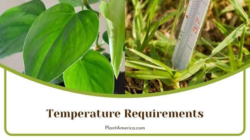 Temperature Requirements for Philodendron Plant America 1