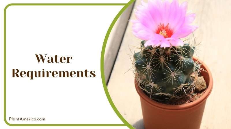 Tephrocactus geometricus flower Plant America