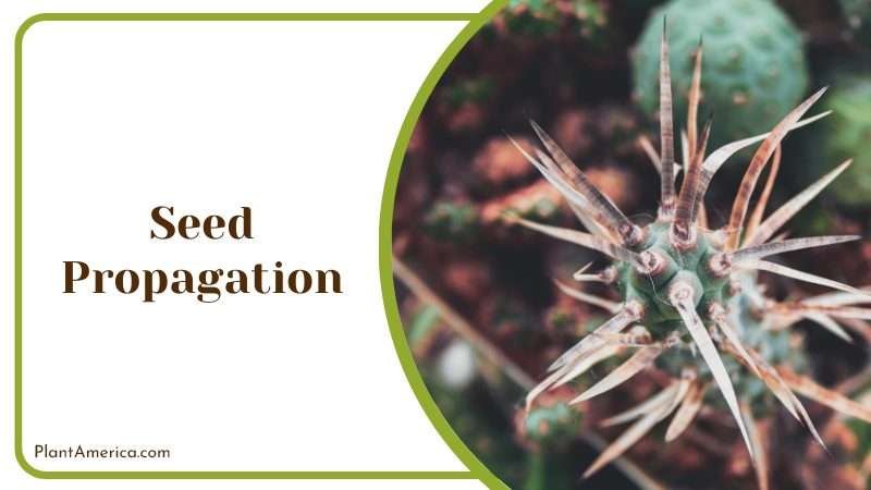 Tephrocactus geometricus seeds Plant America