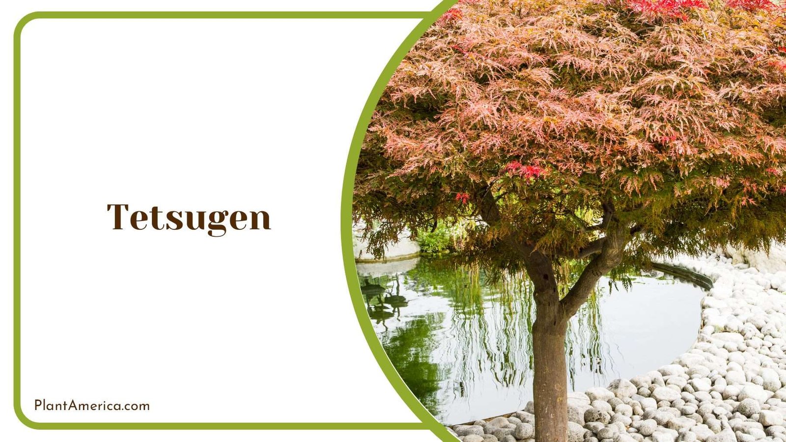 Tetsugen Maple Tree PlantAmerica