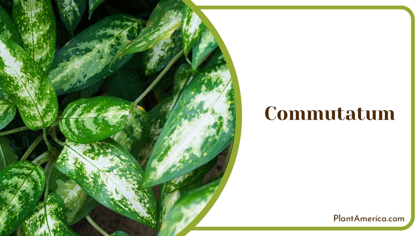 The Beauty And Benefits Of Commutatum PlantAmerica