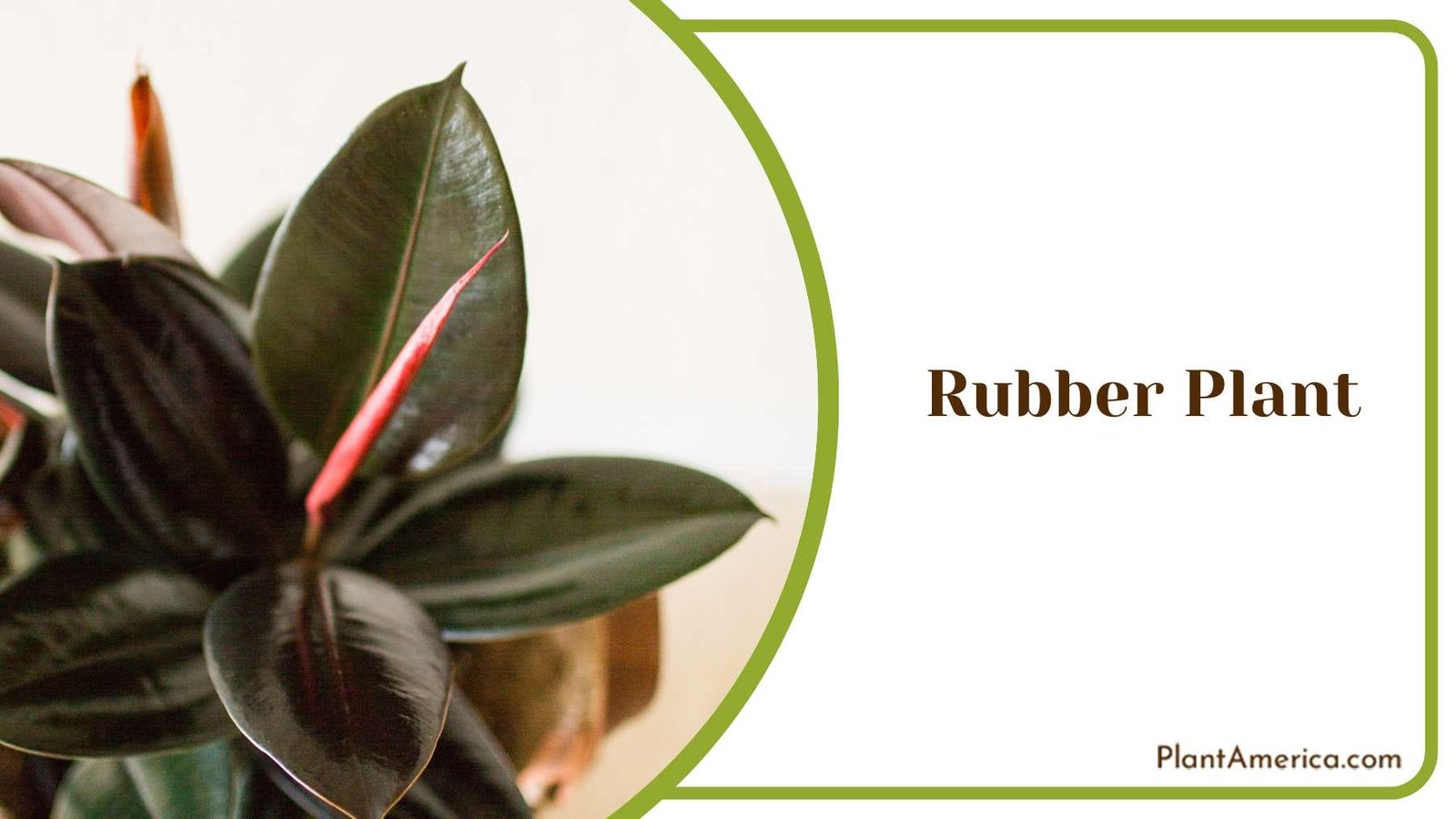 The Beauty Of Rubber Plant Plant America
