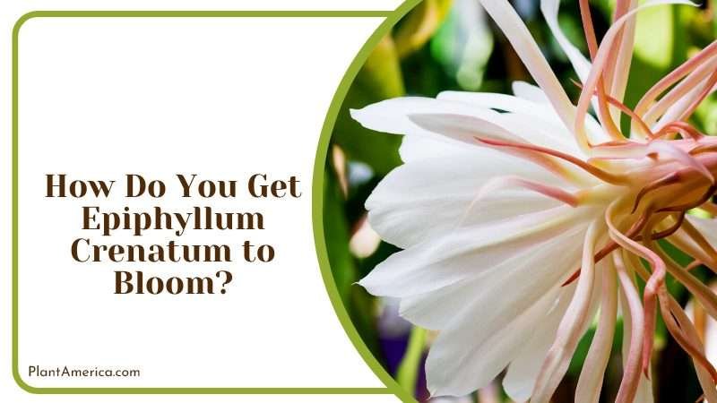 The Beauty of Epiphyllum Crenatum Plant America