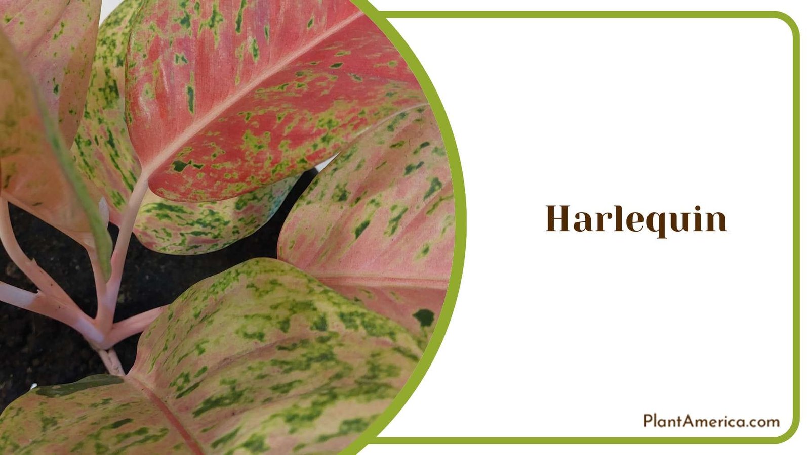 The Evolution Of Harlequin Stories PlantAmerica