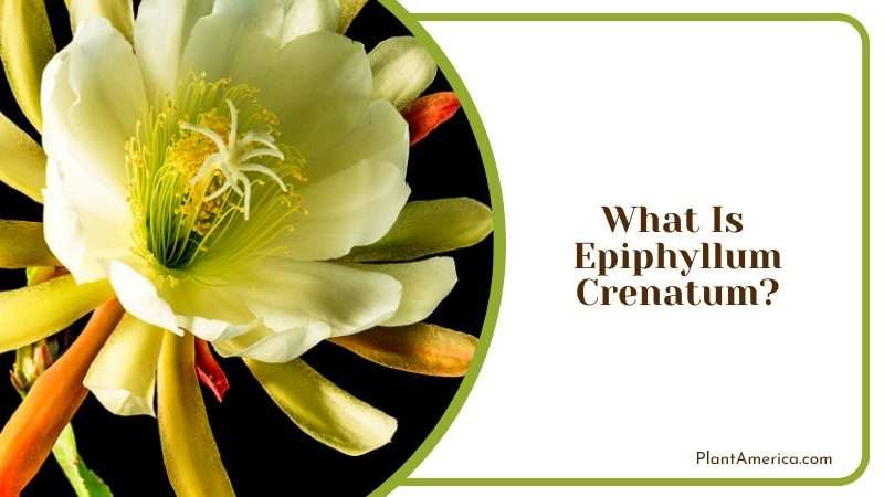 The Exotic Epiphyllum Crenatum Plant America