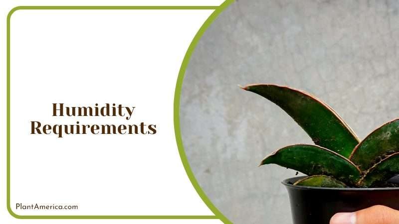 The Low Maintenance Indoor Plant PlantAmerica