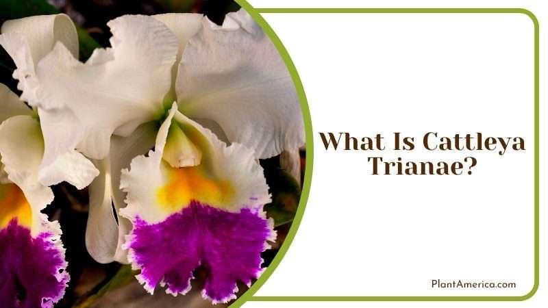 The Magnificent Cattleya Trianae PlantAmerica