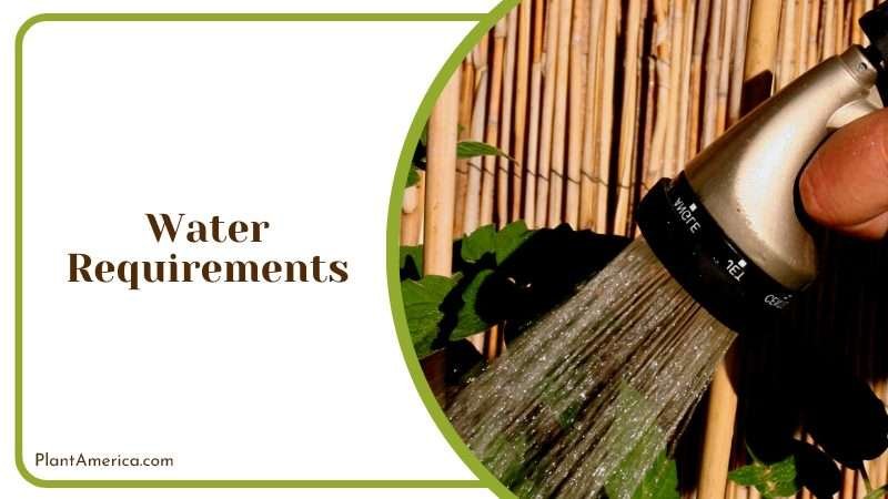 The Orchid for the Connoisseur PlantAmerica