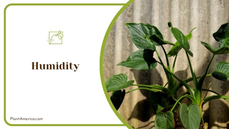 The Perfect Statement Houseplant ~ PlantAmerica