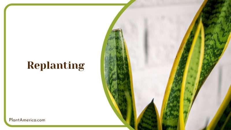 The Sansevieria Bantels Sensation PlantAmerica