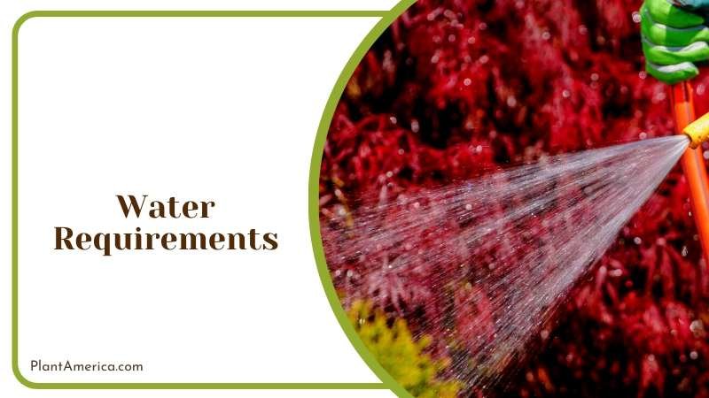 The Striking Philodendron Rojo Congo Plant America