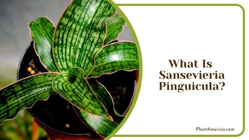 The Unique Snake Plant Variety PlantAmerica 1