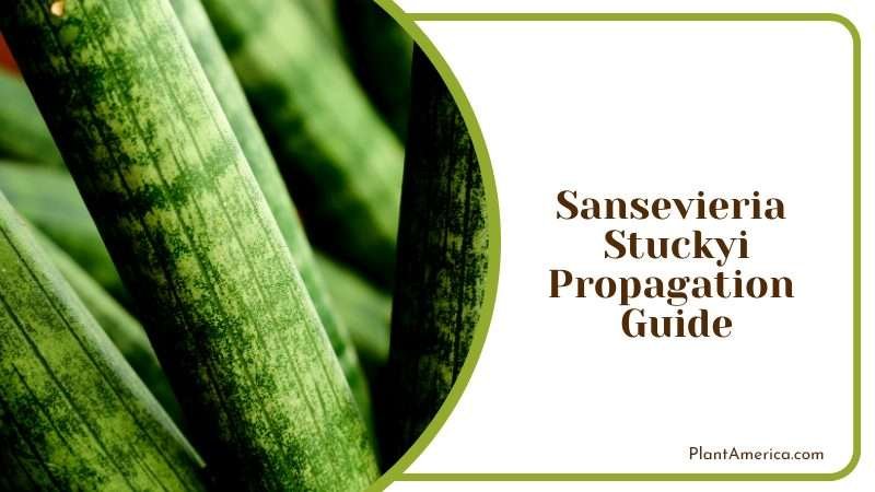The Unusual Sansevieria Stuckyi PlantAmerica