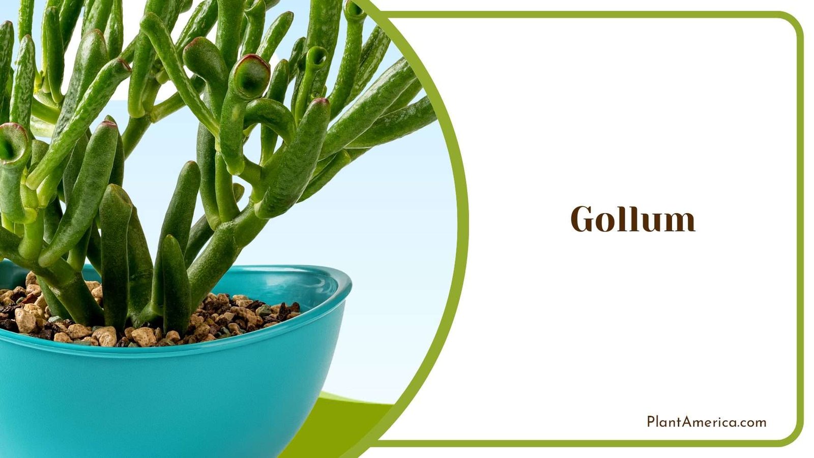 The Wonderful Gollum In A Pot Plant America