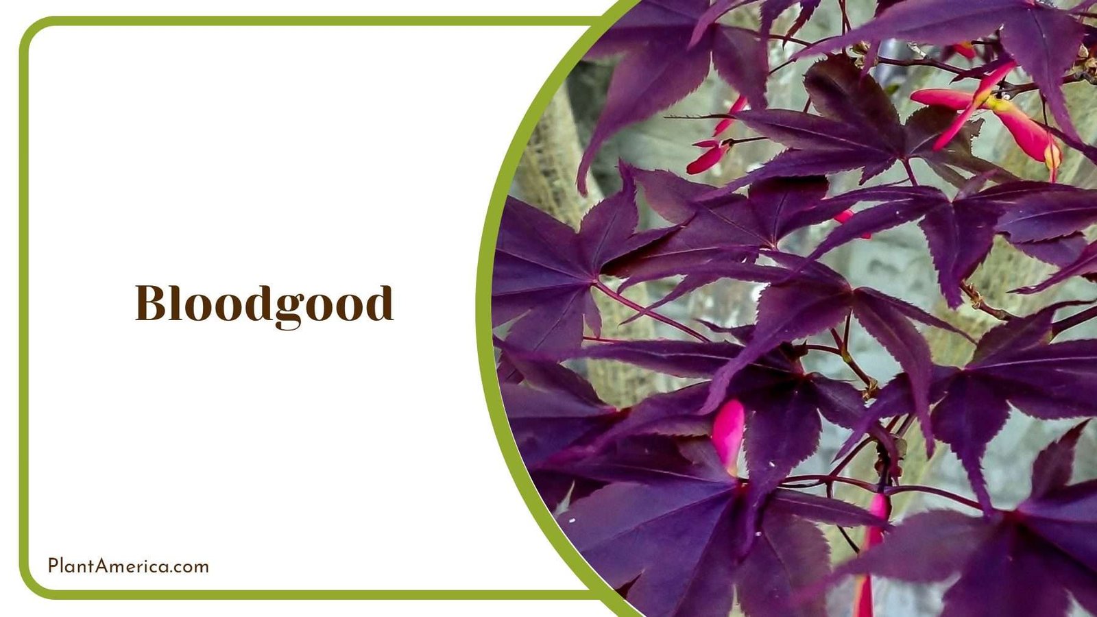 Thin Bloodgood Purple Leaves PlantAmerica