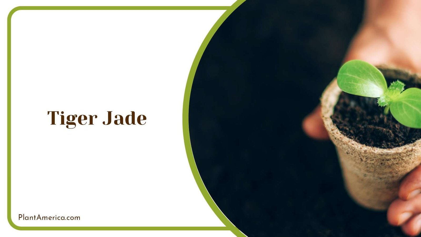 Tiger Jade Young Plant Plant America