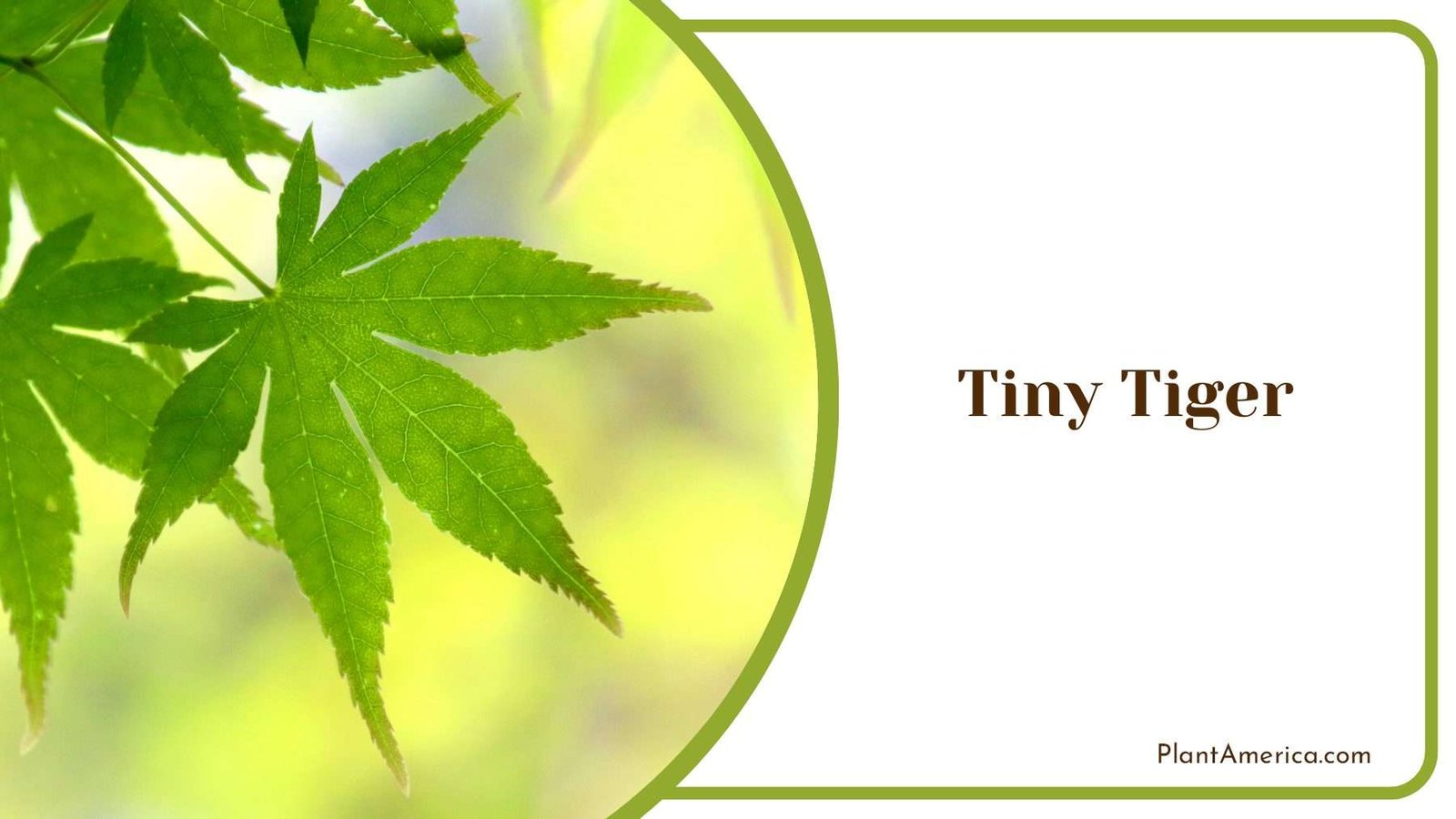 Tiny Tiger Leaves PlantAmerica