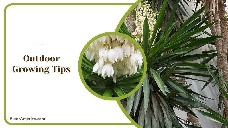 Tips for Growing Yucca Elephantipes Outdoor Plant America