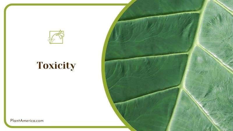 Toxicity of Alocasia Calidora ~ PlantAmerica Toxicity of Alocasia Calidora ~ PlantAmerica