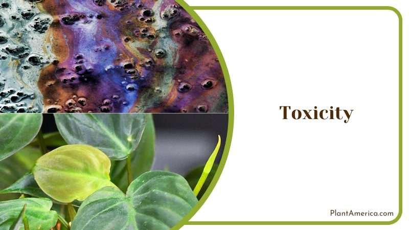 Toxicity of Philodendron Plowmanii Plant America