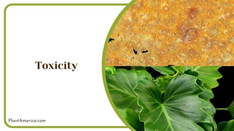 Toxicity of Philodendron Tortum Plant America