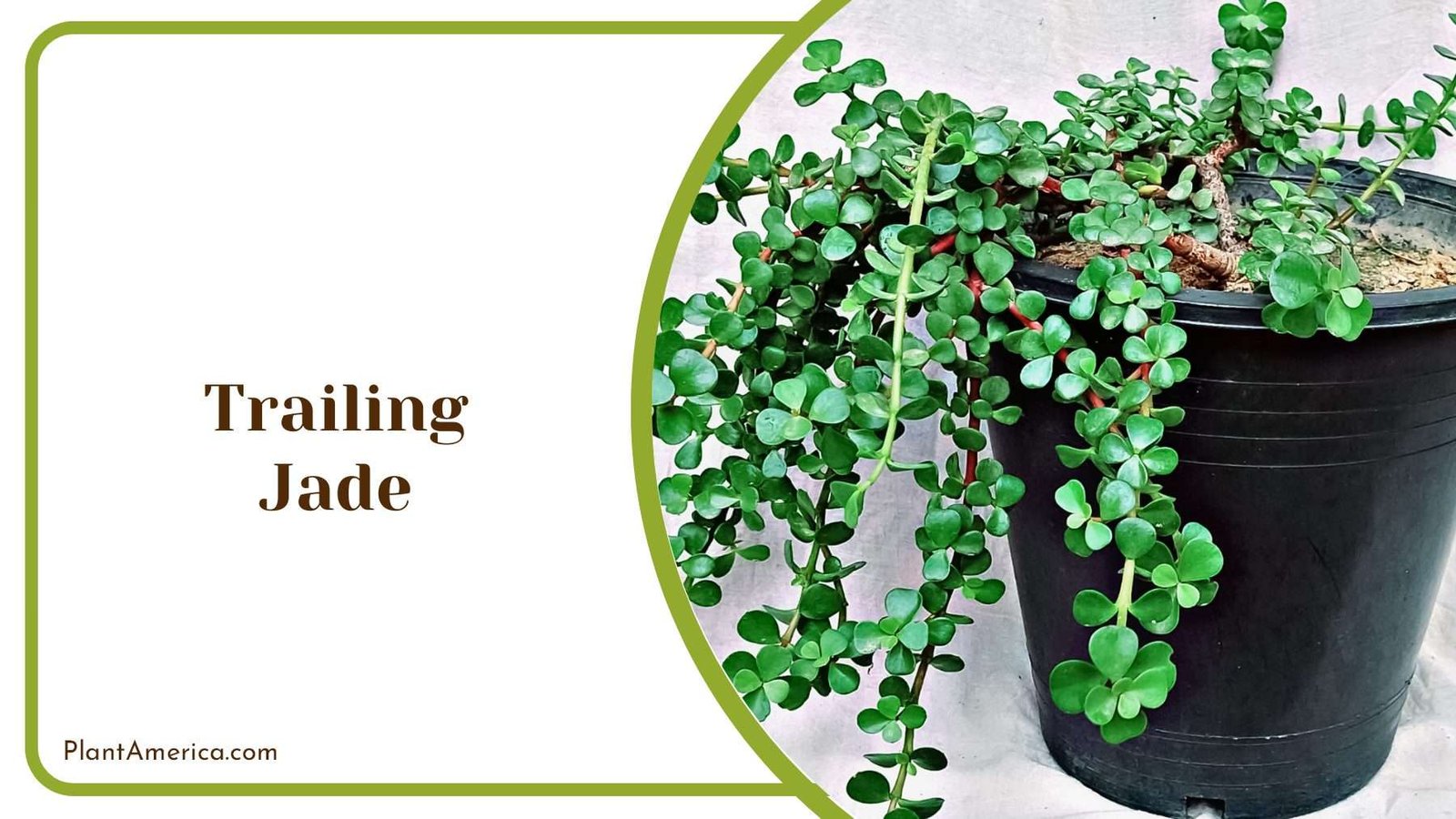 Trailing Jade In Hanging Splendor Plant America