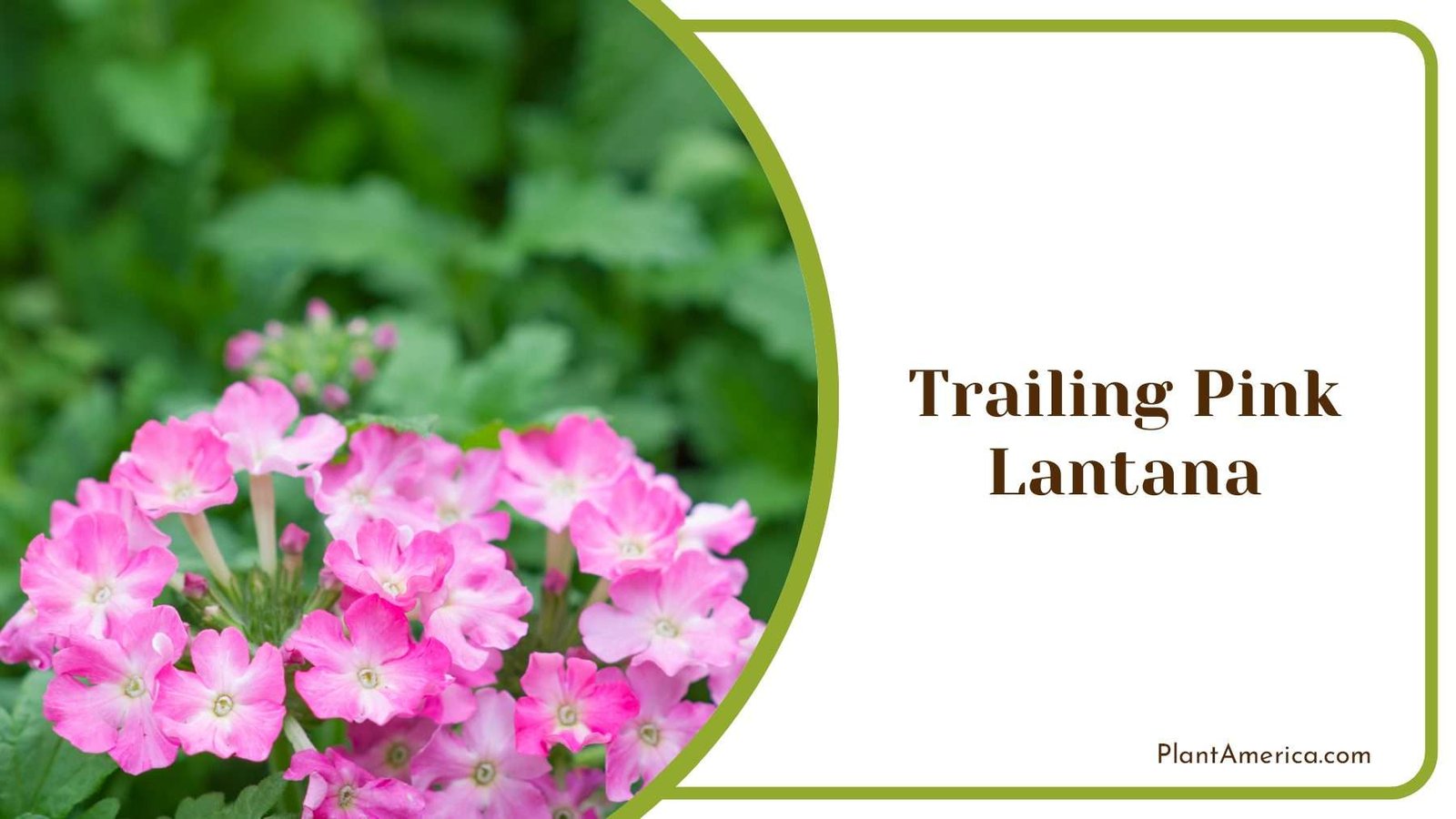 Trailing Pink Lantana Tiny Pink Plant America
